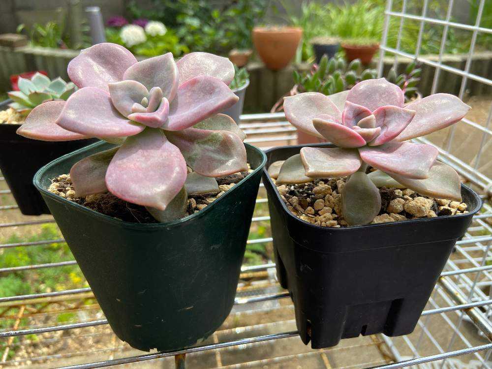 ㉔紅葉かわいい＊*パープルディライト錦＊カット苗＊発根管理