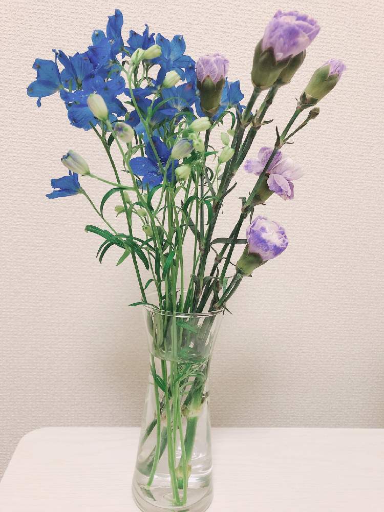 カーネーションとデルフィニウム Greensnap グリーンスナップ カーネーションとデルフィニウム Greensnap グリーンスナップ