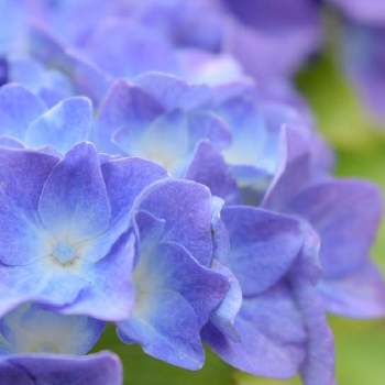 自粛生活楽しもうの画像 by ぴすたちおさん | 小さな庭とハイドランジアと癒しとオシャレと季節の花ときれいとおうち園芸とナチュラルと緑のある暮らしと美しいと綺麗なお花とflowerと自粛生活楽しもうとアジサイ　紫陽花と紫陽花コレクションと可愛いとガーデニングと花のある暮らしとブルーの花とチーム・ブルーと小花好きと大人かわいい♪