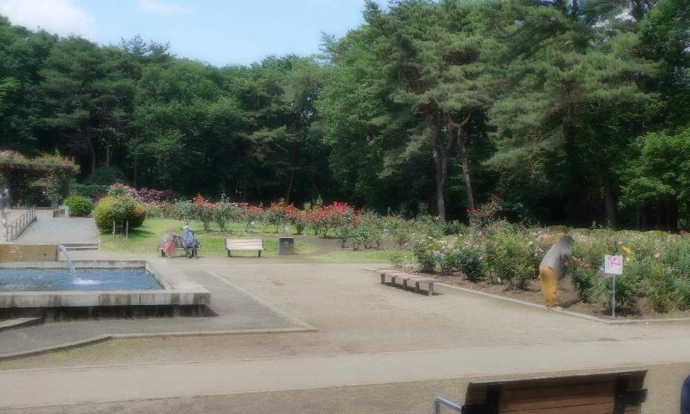 栃木県井頭公園バラ園をバラ園らしい時に再訪しました Greensnap グリーンスナップ