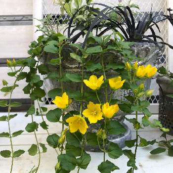 リシマキア　ヌンムラリアの画像 by ブラックベリーさん | 棚とリシマキア　ヌンムラリアとコクリュウとリシマキア　オーレアとお気に入りの鉢と植物_2021