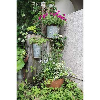 いつもの箱庭（枕木周り*）の画像 by 我楽多さん | 小さな庭といつもの箱庭（枕木周り*）と6月の花とOM-D E-M1Ⅱと六月の箱庭とOLY 17mm F1.2
