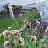 行者にんにくの育て方 収穫時期は 家庭菜園でも栽培できる Greensnap グリーンスナップ 行者にんにくの育て方 収穫時期は 家庭菜園でも栽培できる Greensnap グリーンスナップ