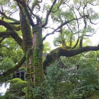 アジサイ,苔(コケ),クスノキ,コケ,ツタ(蔦)の画像