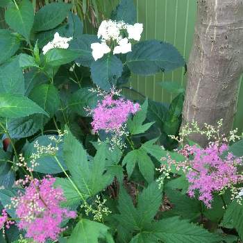 京 鹿の子の投稿画像一覧 Greensnap グリーンスナップ