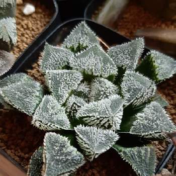 ハオルチア属 新氷砂糖の投稿画像一覧 Greensnap グリーンスナップ