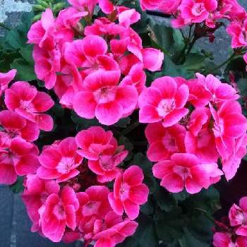 ゼラニウムカリオペの投稿画像一覧 Greensnap グリーンスナップ