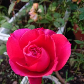 ミニバラ無名の画像 by 山ちゃんさん | ミニバラ無名と鉢植えと花のある暮らしと我が家のバラと今朝のバラ