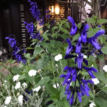 メドウセージの画像 by グッチさん | 玄関とメドウセージとフランネル草と青紫の花と白色の花とおうち園芸