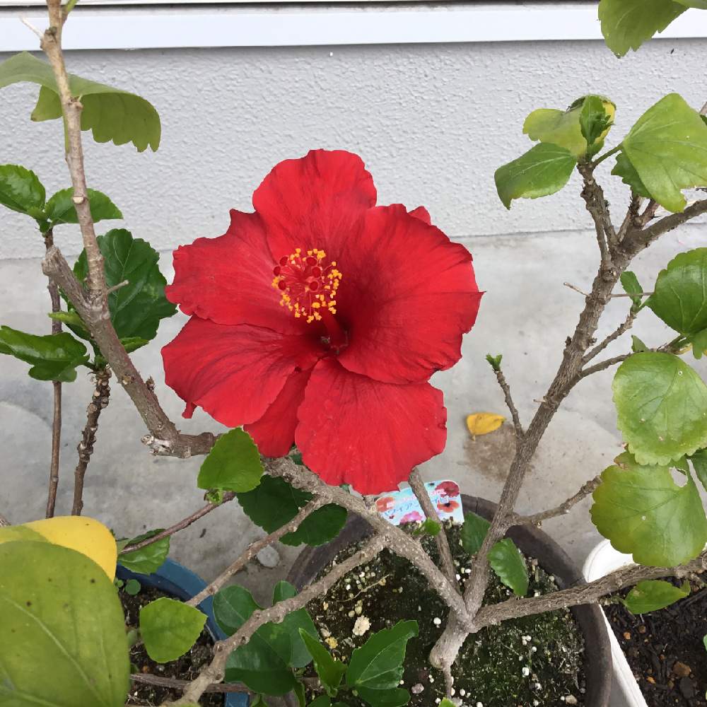 ハイビスカスの投稿画像 By うみ さん 赤い花と梅雨と花のある暮らしと初夏のお花 21月6月3日 Greensnap グリーンスナップ