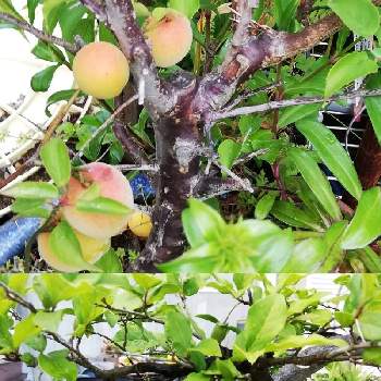 梅の実 の投稿画像一覧 Greensnap グリーンスナップ