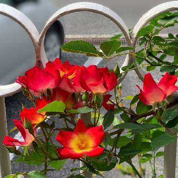 つるバラカクテルの投稿画像一覧 Greensnap グリーンスナップ