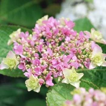 アジサイ おはようの投稿画像一覧 Greensnap グリーンスナップ