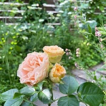 シレネ ガリカの画像 by ソラミさん | 小さな庭とアンティークレースとシレネ ガリカと自慢のバラ_2021とナチュラルガーデンと朝日を浴びてと今朝のお庭と薔薇♪とグリーンが綺麗