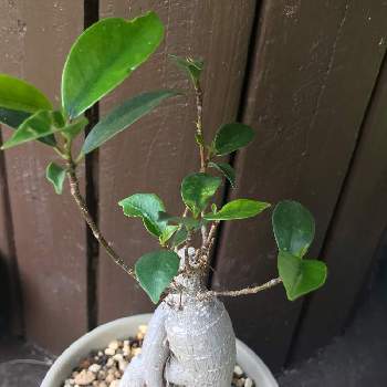 ダイソー観葉植物の投稿画像一覧 Greensnap グリーンスナップ