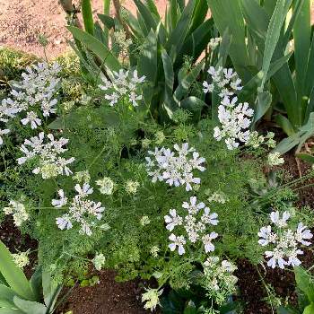 オルレラの投稿画像一覧 Greensnap グリーンスナップ