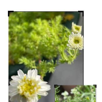 カモミール☆の画像 by ヒロコｎi nさん | カモミール☆と緑のある暮らしと我が家のハーブと癒しの草花と白いお花と花のある暮らしと元気をくれる草花