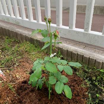 雨ニモマケズ リバーシブルピンクの投稿画像一覧 Greensnap グリーンスナップ