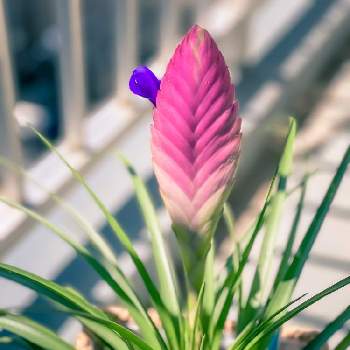 ティランジア キアネアの投稿画像一覧 Greensnap グリーンスナップ