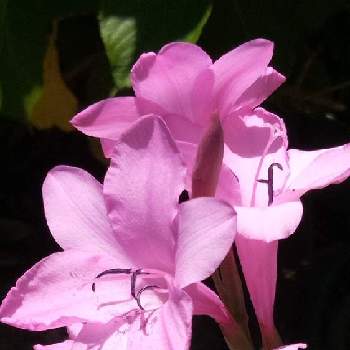 ワトソニアの花の画像 by ヒロンさん | お出かけ先とワトソニアとピンクのお花とピンクの日とピンクの花とワトソニアの花とか〜わい〜