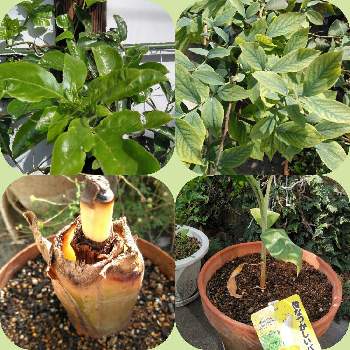 グロスミシェルバナナの投稿画像一覧 Greensnap グリーンスナップ