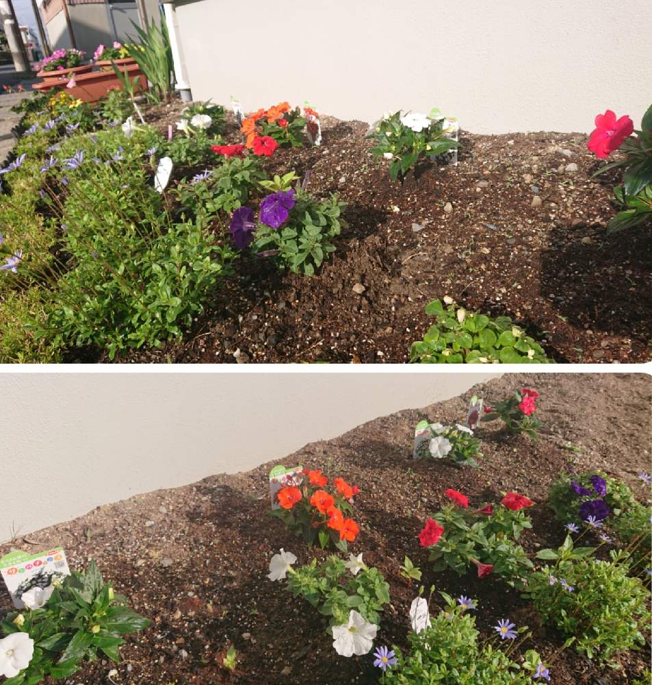 インパチェンスの投稿画像 By Chiroruchirokoさん サンパチェンスとブルーデージーとペチュニアとメランポジウムとマドンナの宝石と小さな庭 21月6月3日 Greensnap グリーンスナップ Greensnap グリーンスナップ