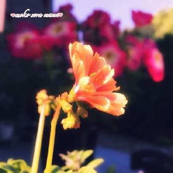 朝日に輝く❣️の画像 by モコママさん | エントランスとレウイシアとピンク色の花と朝日に輝くと咲いた咲いた♡と朝日に輝く❣️