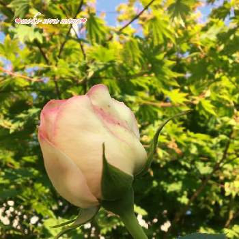 朝日に輝く❣️の画像 by モコママさん | 小さな庭とピエール・ド・ロンサールと山形と自慢のバラ_2021とつぼみちゃん❤︎とピンク色の花と朝日に輝く❣️