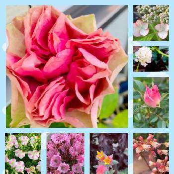 ミニかぼちゃ❣️の画像 by UGUISU☺︎さん | 小さな庭とセダム属とオレガノ  ケントビューティーとばら バラ 薔薇と桃色の花とミニかぼちゃ❣️と多肉植物寄せ植え☘️と多肉女子とタニラ－とミニ薔薇