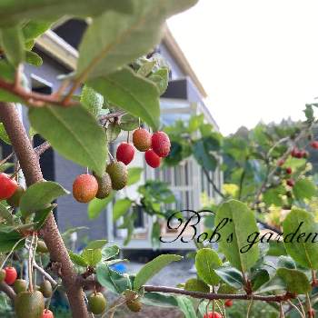 グミの木 の投稿画像一覧 Greensnap グリーンスナップ