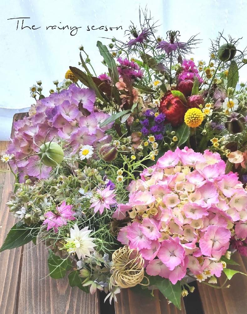 アジサイの投稿画像 By 春咲小紅さん ニゲラとドドナエアと切り花とフラワーアレンジメントとﾏｲ紫陽花ｺﾚｸｼｮﾝと紫陽花 マルルーと紫陽花と切り花 とフラワーアレンジメントとﾏｲ紫陽花ｺﾚｸｼｮﾝ 21月6月3日 Greensnap グリーンスナップ Greensnap グリーンスナップ