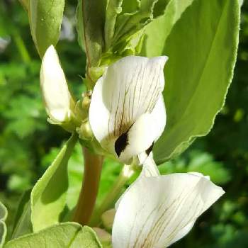 ソラマメの花の投稿画像一覧 Greensnap グリーンスナップ