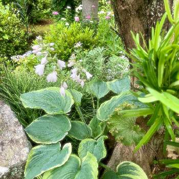 庭景色の画像 by 美野美谷さん | 広い庭とホスタとホスタ　ギボウシと庭景色