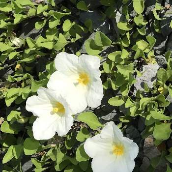 今年も会えたね♪の画像 by 秋桜さん | 小さな庭とギンバイソウとありがとう医療従事者の方々と白いお花と今年も会えたね♪と花のある暮らしと咲いたね♡と可愛い♡
