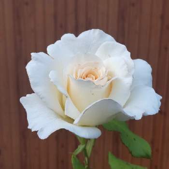 フレンチレース　バラの画像 by *chocomint*plusさん | 小さな庭とバラのある暮らしとおうち園芸とナチュラルスタイルと花のある暮らしとフレンチレース　バラ
