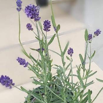 ラベンダー センティヴィアの投稿画像一覧 Greensnap グリーンスナップ