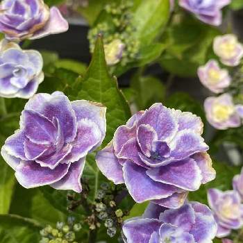 紫陽花 キラキラ星の画像 by Mr.クッキーさん | 小さな庭と紫陽花 キラキラ星