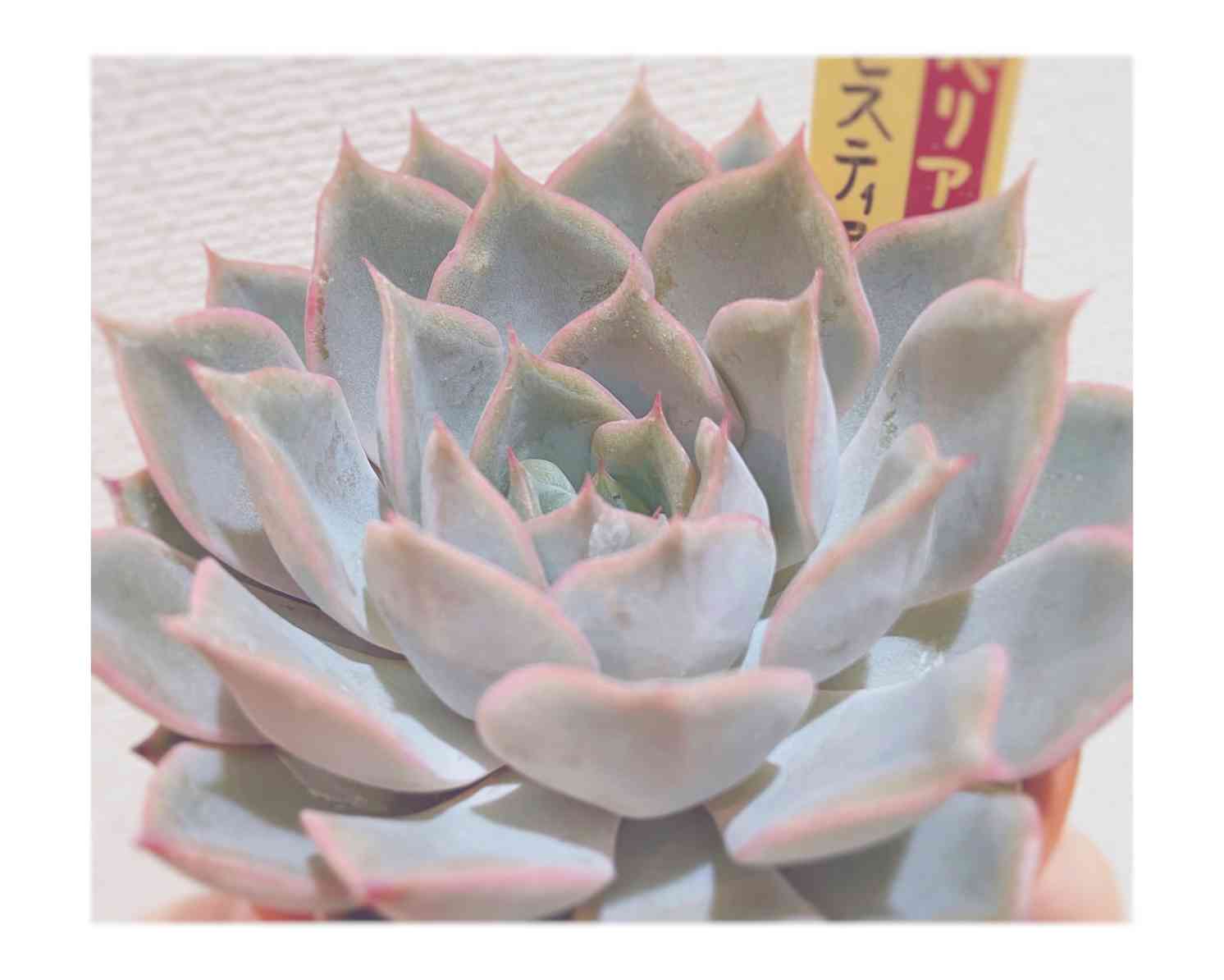 おらいさん苗の一覧|🍀GreenSnap(グリーンスナップ) おらいさん苗の一覧|🍀GreenSnap(グリーンスナップ)