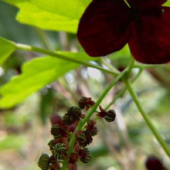 アケビの花の投稿画像一覧 Greensnap グリーンスナップ