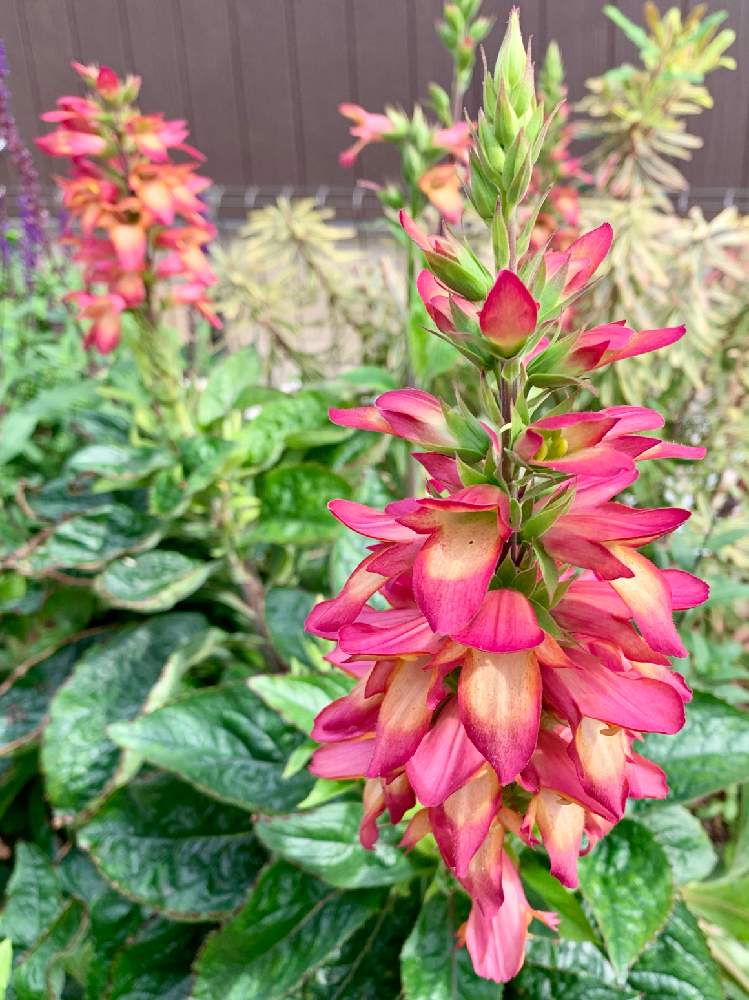 ジギタリス イルミネーションフレームの投稿画像 By どら猫さん ジギタリスとお花大好き と癒しと赤い花と花のある暮らしとかわいいな とpwもりもり自慢21と宿根 多年草と咲いた とpw 21月6月3日 Greensnap グリーンスナップ