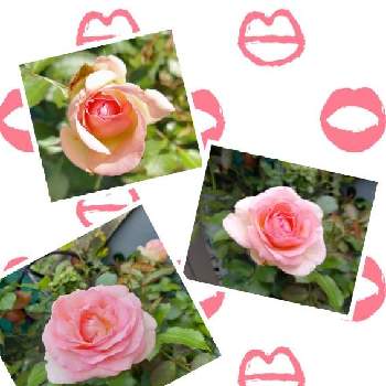 可愛い薔薇の画像 by フランさん | アプローチとピエール  ドゥ  ロンサールとピンクの薔薇と綺麗な薔薇とおうち園芸と綺麗なお花と可愛い薔薇とガーデニングと薔薇大好き