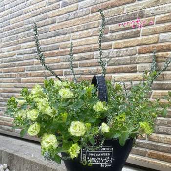 オレアリア　シルバーナイトの画像 by rinrin♪さん | ペチュニアとペチュニア ラ リュミエール デュ ディジェールとペチュニア　ラ　リュミエール　デュ　クレプスキュールとオレアリア　シルバーナイトとかわちいとお気に入りの鉢と植物_2021と松原園芸とブリキとブリキの鉢とブリキ鉢と初夏に作った寄せ植え2021