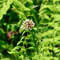 行者にんにくの育て方 収穫時期は 家庭菜園でも栽培できる Greensnap グリーンスナップ 行者にんにくの育て方 収穫時期は 家庭菜園でも栽培できる Greensnap グリーンスナップ