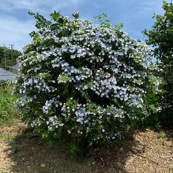 紫陽花 墨田の花火の投稿画像一覧 Greensnap グリーンスナップ