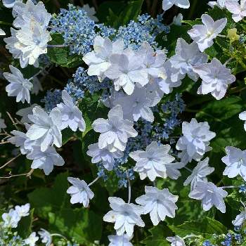 紫陽花 墨田の花火の投稿画像一覧 Greensnap グリーンスナップ