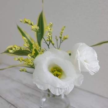 ドナセラの画像 by acoさん | トルコキキョウとドナセラとハイブリッドスターチスとお花の定期便とお花のサブスクとBloomee