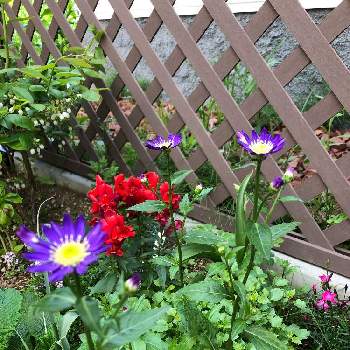 香りナデシコの投稿画像一覧 Greensnap グリーンスナップ