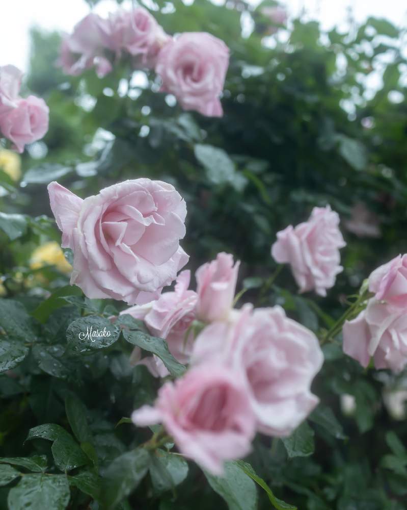 桜貝の投稿画像 By まーこさん バラ 薔薇 ばらとピンク ぴんく Pink としずくちゃん と金沢市とお写ん歩と美しい とかわぃぃ と気品溢れる美しさと写活と雨粒きらきら と石川県と背景ボケとgsでバラ園と21 Gsでバラ園 21月6月3日 Greensnap グリーン