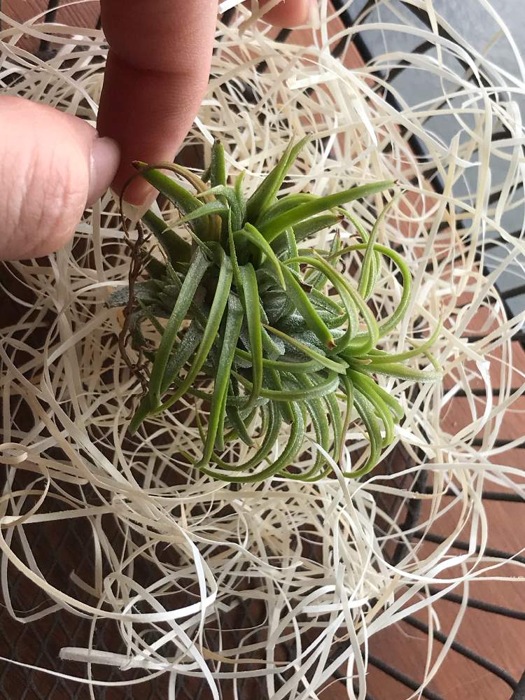 チランジア イオナンタ フェーゴの投稿画像 By かなかなさん チランジアと エアプランツと相談 21月6月3日 Greensnap グリーンスナップ