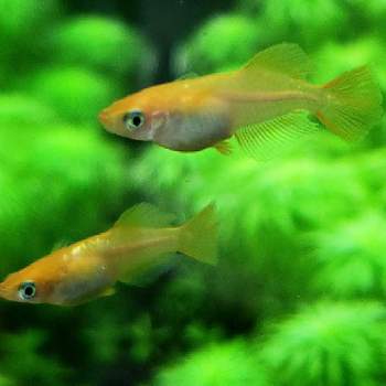 楊貴妃メダカの投稿画像一覧 Greensnap グリーンスナップ